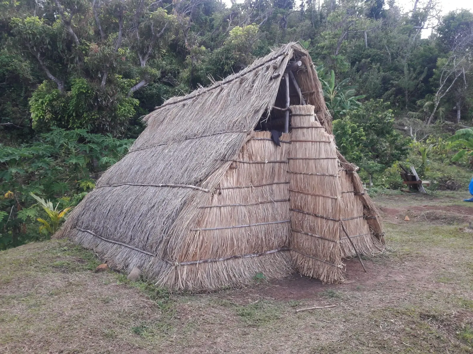 A traditional Kalinago-style A-frame hut built entirely from dried thatch and palm fronds. The structure features a steeply pitched roof and a small entrance, sitting in a grassy clearing. The background is a dense, vibrant green forest under a slightly overcast sky.