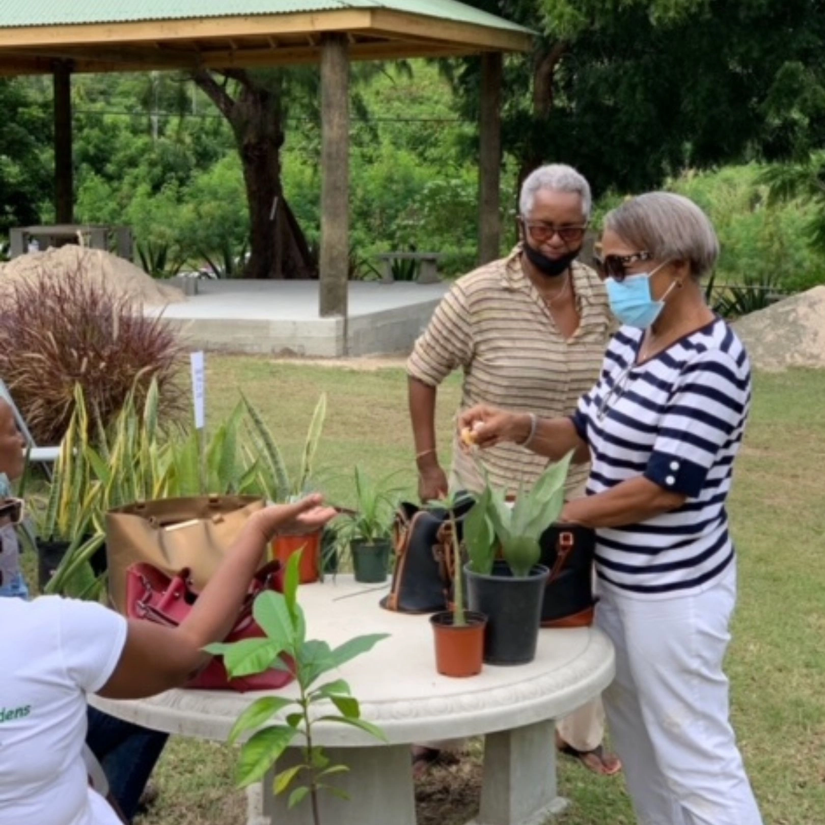 Three older women in an outdoor green space, gathered around a small stone table with potted plants and bags. One woman wears a striped top and a light blue face mask, and another woman wears sunglasses and a striped shirt. They appear to be participating in a gardening or plant exchange activity.