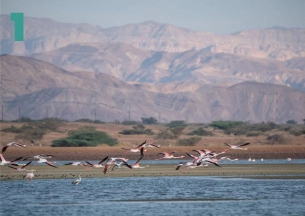 A close-up, low-angle shot of a flock of Greater Flamingos standing in the shallow, still waters of salt evaporation ponds. The pink and white birds are feeding, contrasting sharply with the dark water and the reddish-brown desert mountains in the background under a blue sky. This location is likely the Eilat Salt Pools (KM 20) in Israel's Arava Valley.