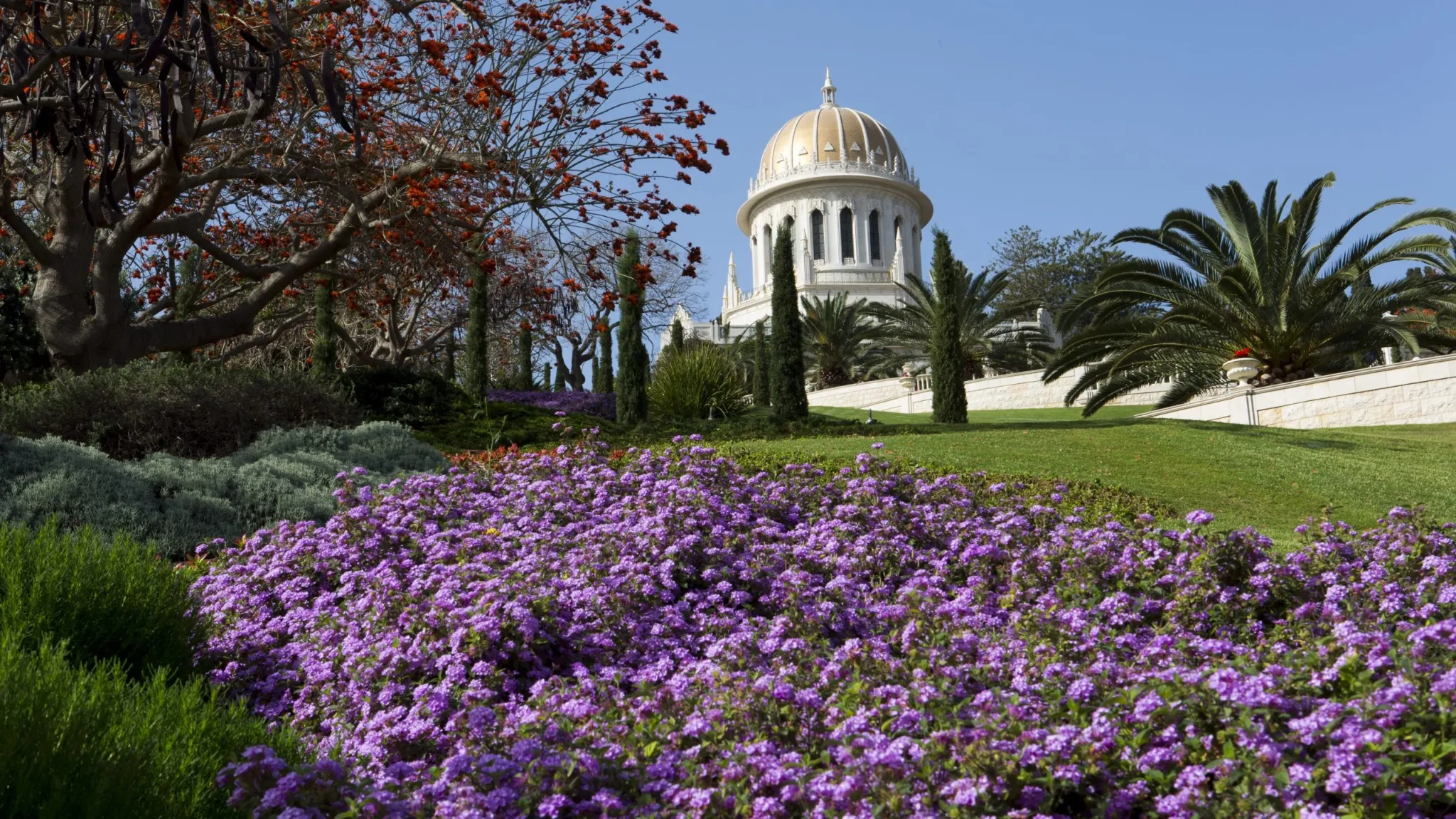 A wide shot of the Baha'i Shrine of the Báb, a beautiful white structure with a golden dome, visible on a green hill in the background. In the foreground are vibrant purple flowers, lush green shrubs, and a palm tree, showcasing the manicured gardens in spring or summer.