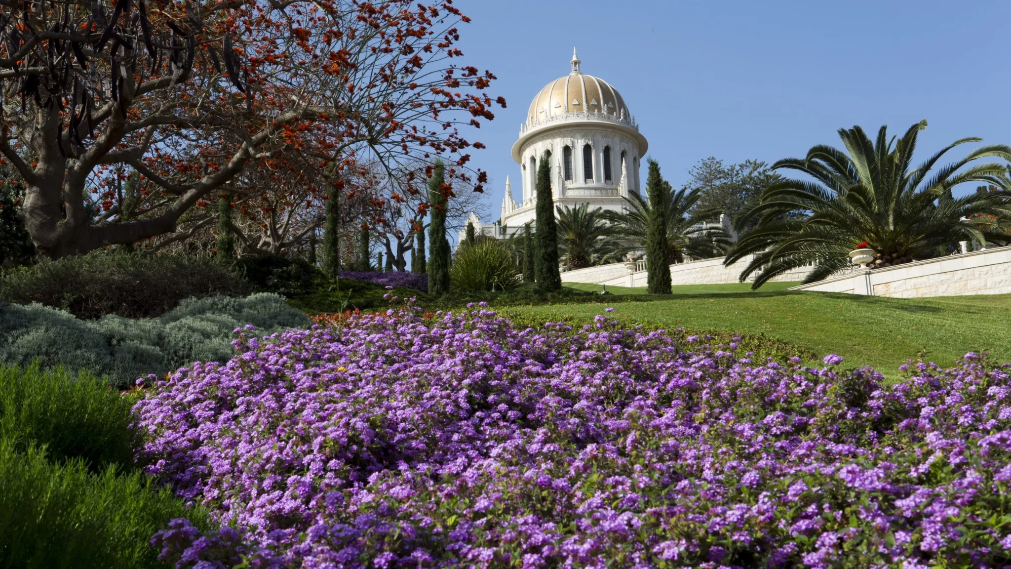 A view of the Shrine of the Báb in Haifa, featuring its white structure and golden dome, partially obscured by lush, terraced gardens. In the foreground, there is a large expanse of vibrant purple flowers, green lawn, palm trees, and a tree with red-orange foliage.