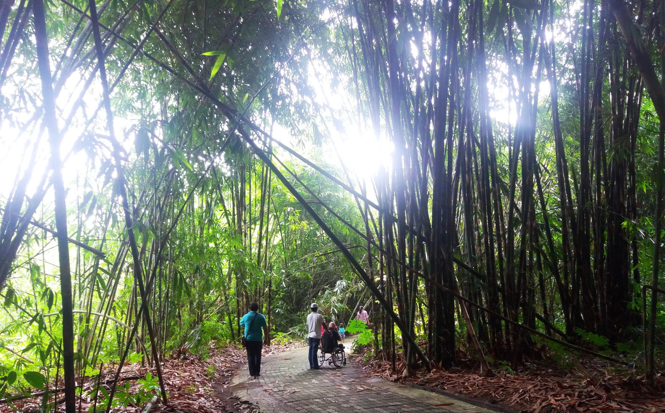 A lush bamboo forest with bright sunlight filtering through the tall, slender stalks. A paved pathway, partially covered with dry leaves, leads into the sun-drenched woods. In the distance, a small group of people are visible, including one person seated in a wheelchair being pushed by another person.