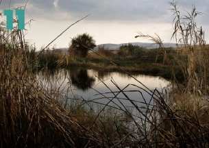A tranquil, low-angle view of a small pond or body of water framed by tall, dry reeds and grasses in the foreground. A small tree and distant hills are visible under a cloudy sky.