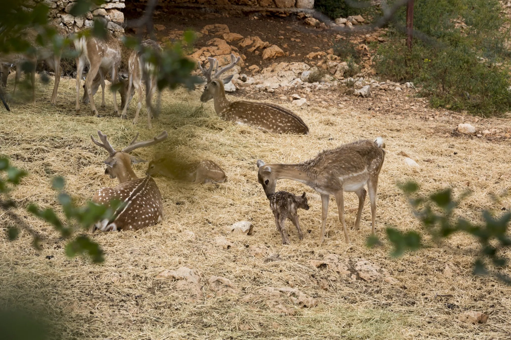 A group of several Fallow Deer, including a small fawn, resting and standing on a dry, straw-covered patch of ground. Some of the deer have white spots. The background consists of rocky terrain and sparse green brush, suggesting a natural enclosure or reserve.