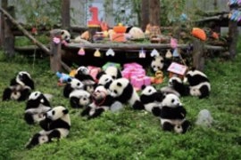 A group of approximately 15 baby Giant Pandas are gathered on a grassy area in an enclosure celebrating a first birthday. In the background, a wooden table is set up with colorful gifts, toys, a banner, and a large red number '1' decoration. Several pandas are sitting or lying down on the grass amongst pink wrapped presents.
