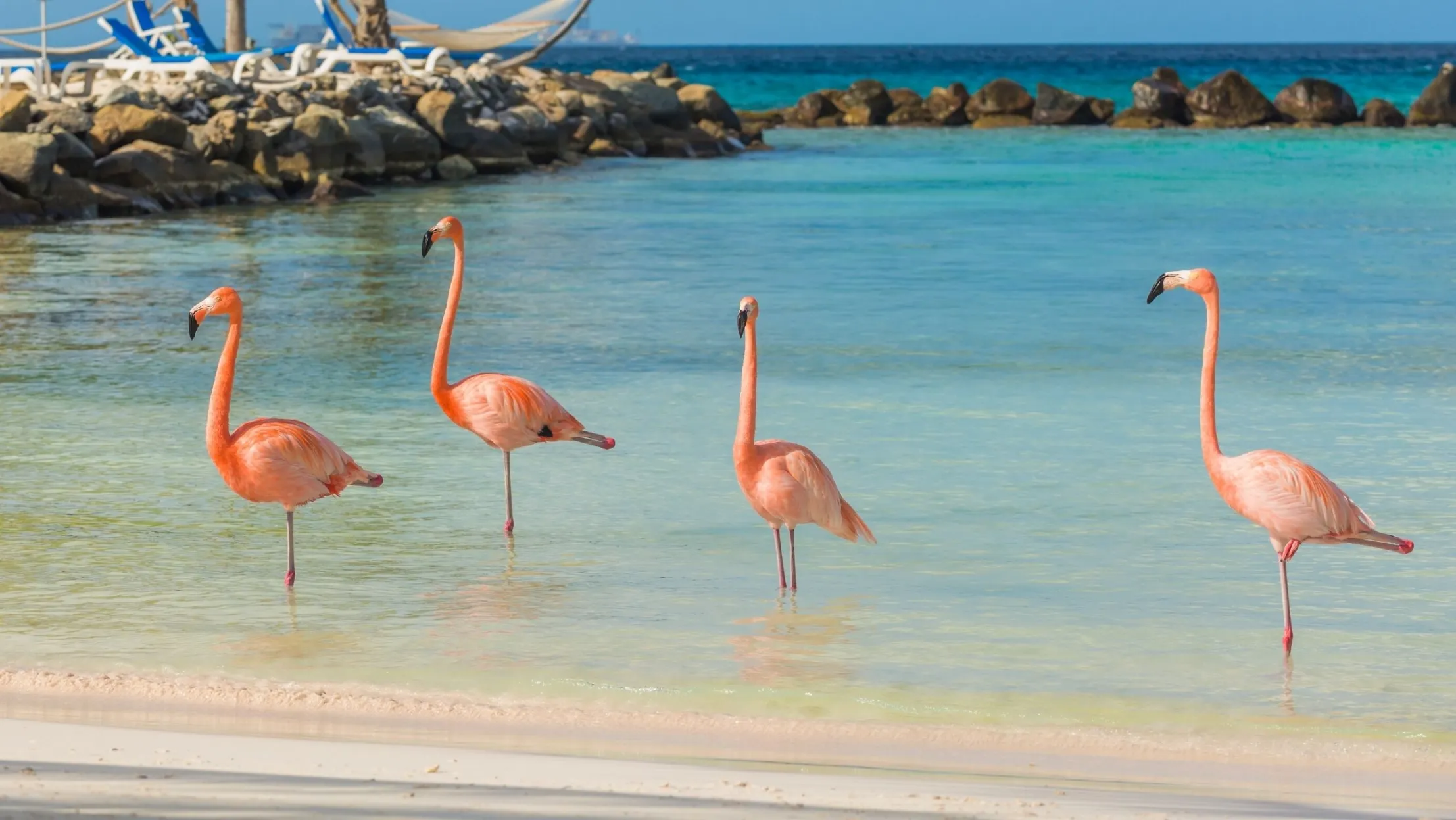 Four pink flamingos standing on one leg each in the shallow, clear turquoise water along a white sand beach. In the background, there are large rocks and lounge chairs under a bright blue sky.