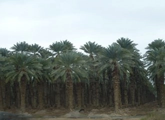 A dense date palm plantation with dozens of tall, closely spaced palm trees filling the frame, creating a repeating pattern of green fronds against a gray, overcast sky.