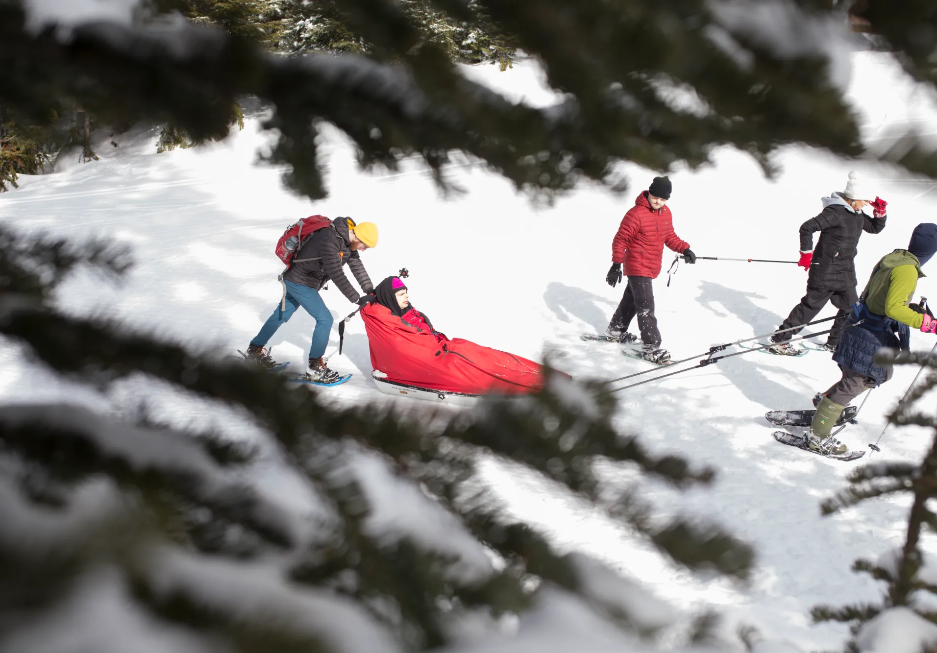 Four people wearing winter gear and snowshoes are pulling a red sled or specialized rescue toboggan across deep snow in a forest. A person is lying down and secured inside the red sled. The individuals pulling are trekking uphill through a snowy landscape. The foreground is partially blurred by dark, snow-dusted evergreen branches.