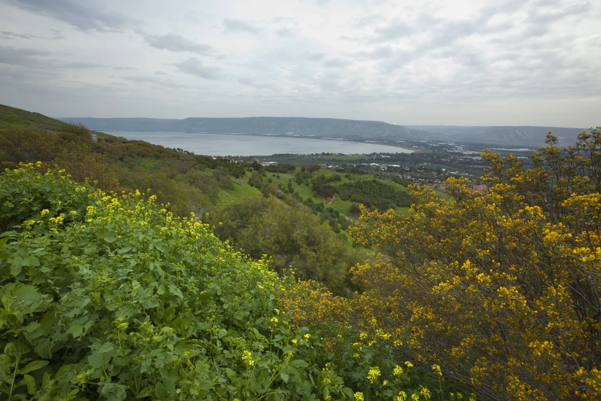 A wide landscape view looking down a lush, green, flowered hillside toward a large body of water, likely the Sea of Galilee, under an overcast sky. A town and plain are visible along the far shore. The foreground is dominated by bright green and yellow-flowering shrubs.