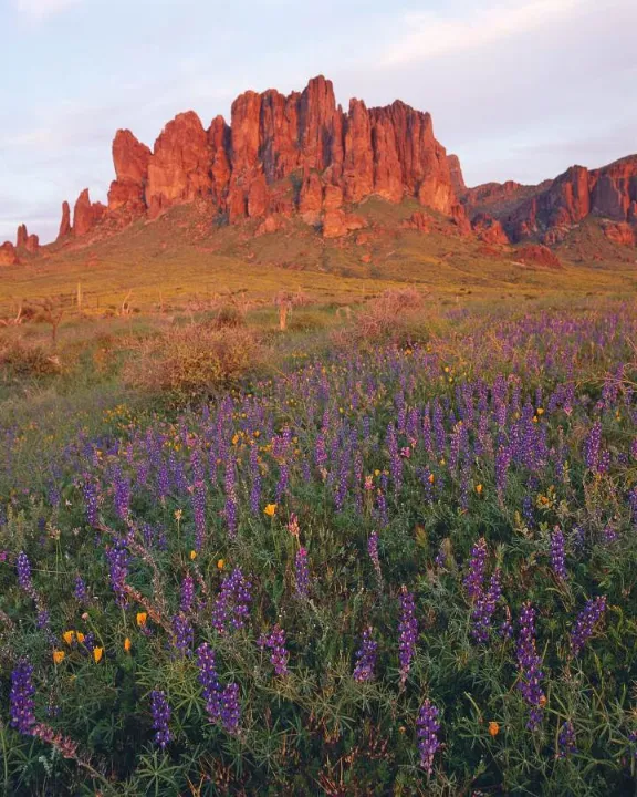 Landscape photograph of a field covered in purple and yellow wildflowers in the foreground, with rugged, reddish-brown mountain peaks rising in the background at sunset.