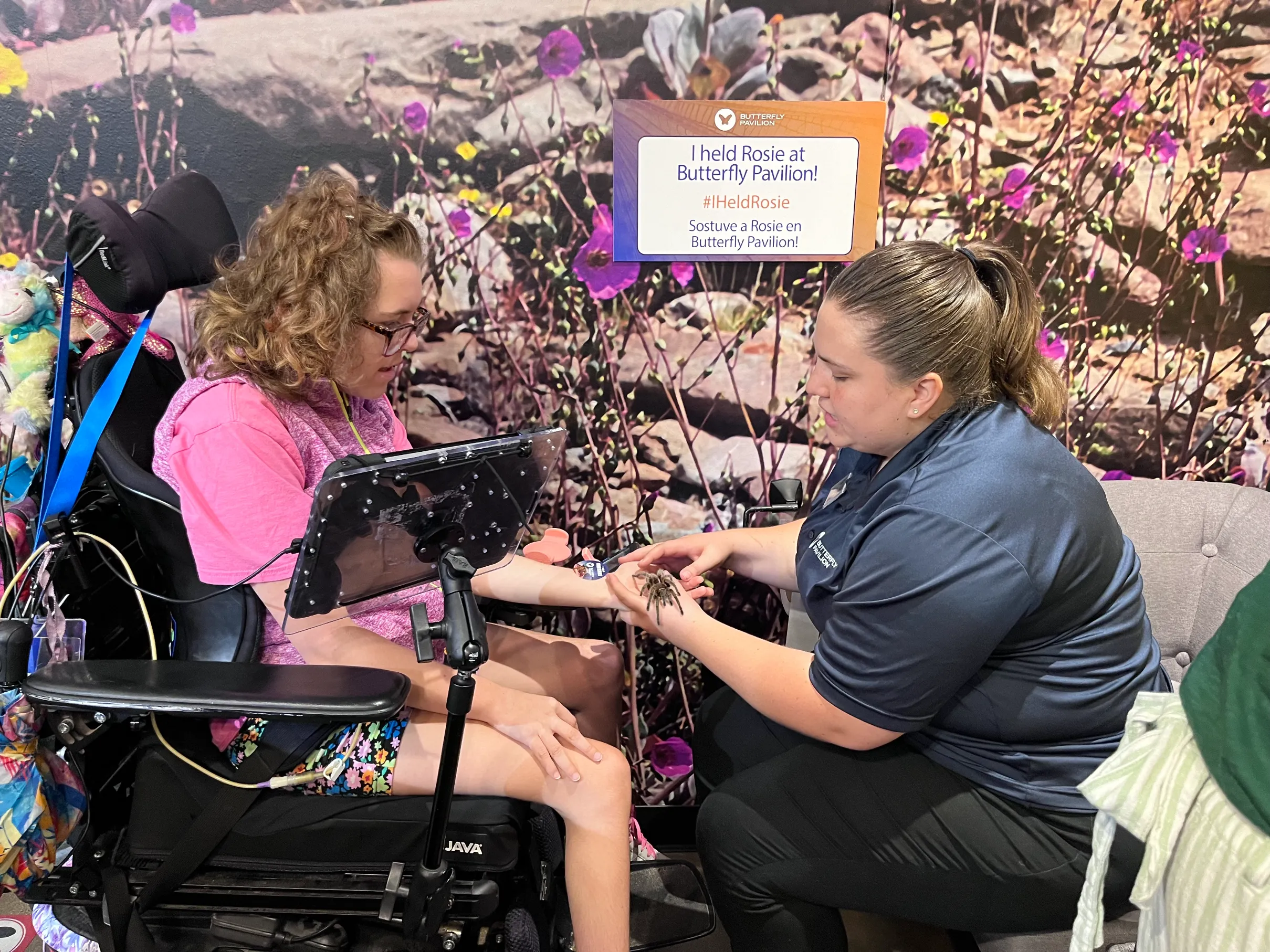 A girl with curly hair, seated in a complex motorized wheelchair with a communication tablet mounted in front of her, is watching as an attendant gently places a small tarantula (likely Rosie) on her arm. They are indoors at an exhibit with a sign that reads, "I held Rosie at Butterfly Pavilion! #HeldRosie" over a floral background.
