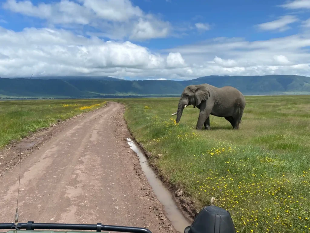 This image shows a peaceful scene of a dirt road leading through a lush, grassy savannah with yellow wildflowers. To the right of the path stands a large elephant, a majestic presence in this natural landscape. The sky above is partly cloudy, suggesting a bright yet cool day. The perspective is from the front seat of a vehicle, indicated by the tip of what appears to be a radio antenna in the lower right corner, adding a sense of adventure and exploration to the scene.