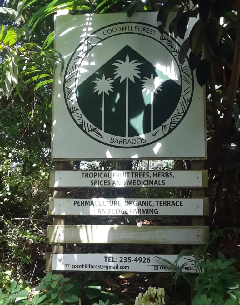 A signboard in a lush, tropical setting for "Coco Hill Forest Barbados." The sign highlights offerings such as "Tropical Fruit Trees, Herbs, Spices, and Medicinals," along with "Permaculture, Organic, Terrace and Edge Farming." Contact information is provided: "TEL: 235-4926" and an email address "cocohillforest@gmail.com." The logo features three palm trees within a circular design.