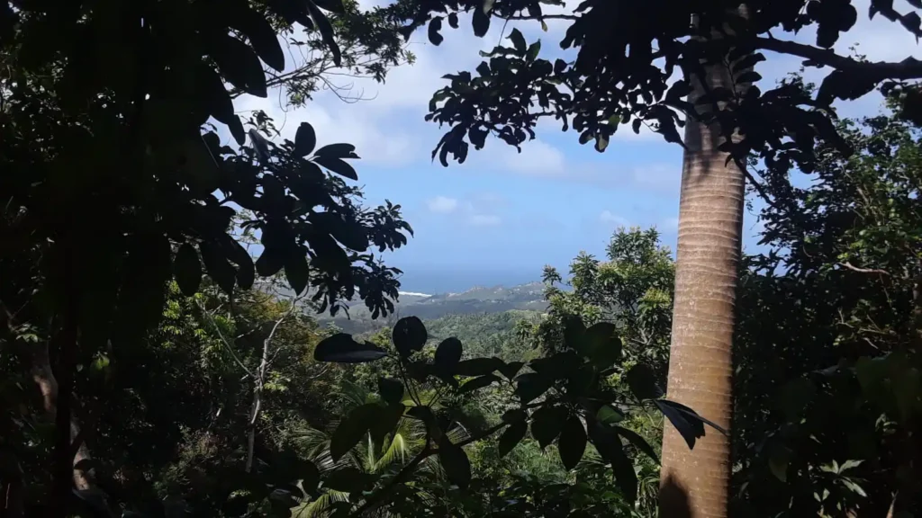 A scenic view of the east coast as seen through the dense foliage of a tropical forest. The foreground is dominated by various leaves and a large tree trunk on the right, creating a natural frame. Beyond the greenery, the landscape stretches out to reveal rolling hills and the distant coastline meeting the clear blue sky and sea. The overall atmosphere is serene and lush, showcasing the beauty of the natural environment.
