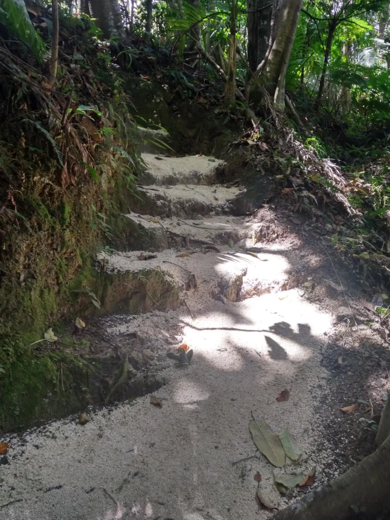 A winding path with newly gravelled steps ascends into a lush, tropical forest. The steps, bordered by earthy terrain and green foliage, are illuminated by dappled sunlight filtering through the dense canopy above. Leaves and plant roots add a natural touch to the scene, enhancing the sense of adventure and tranquility.