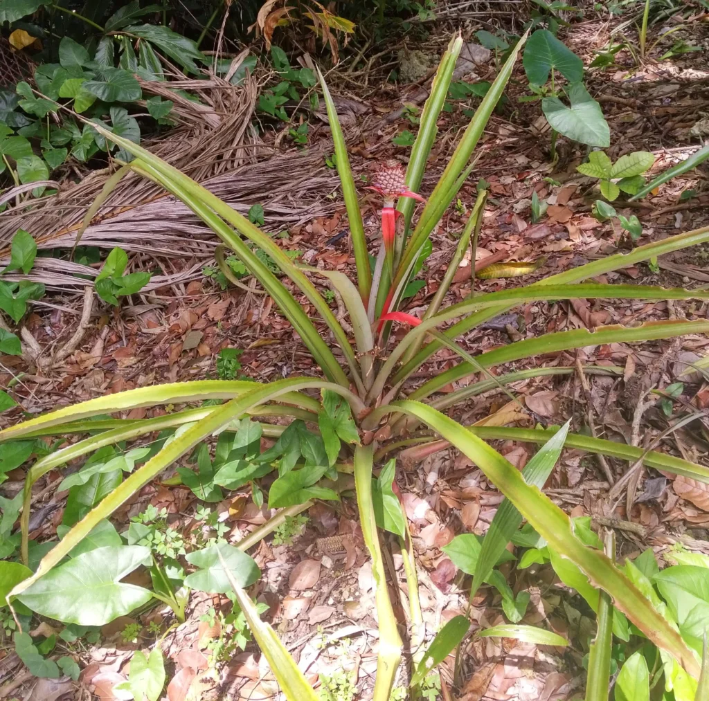 A young pineapple plant growing in a natural setting. The plant has long, narrow, green leaves with red accents at the base. It is surrounded by leaf litter and other small plants, indicating a forest or woodland environment. The plant is situated among fallen palm fronds and other foliage, contributing to a lush, tropical ambiance. The emerging pineapple fruit is visible, indicating the early stage of its growth.