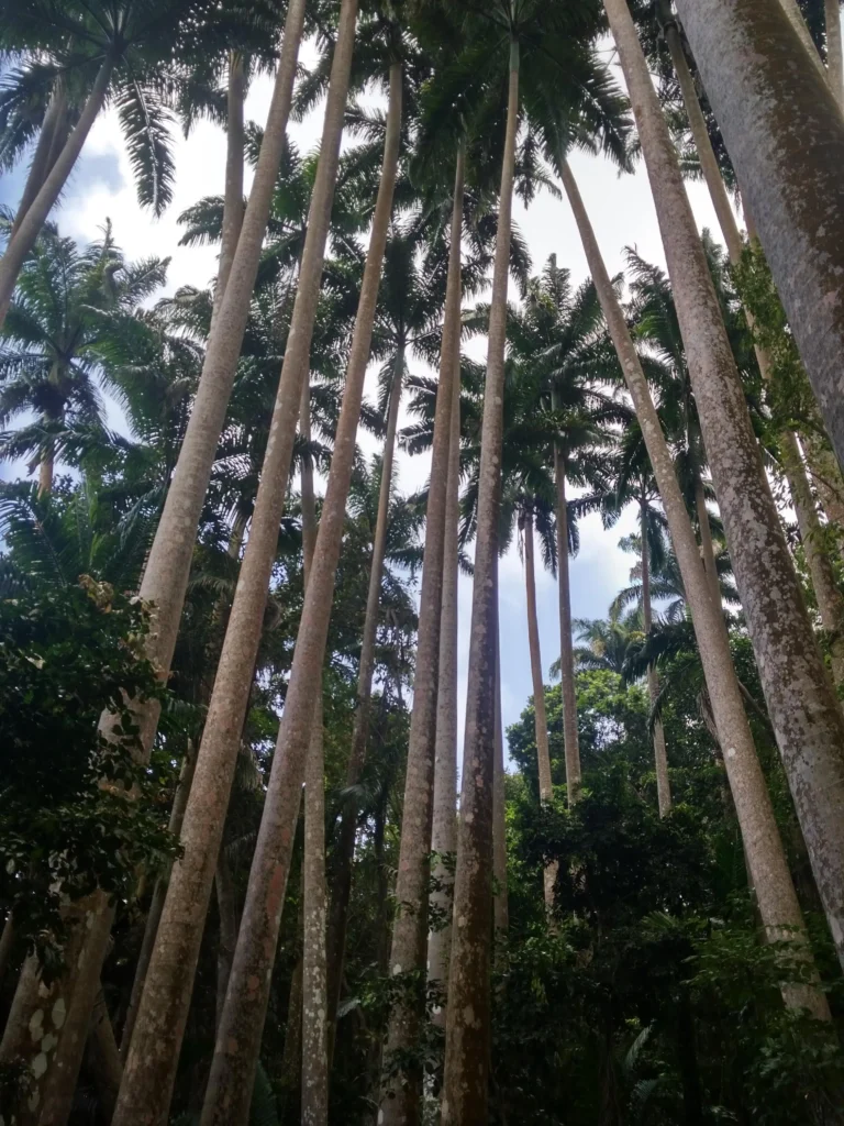 The image shows a dense forest of tall, straight palm trees reaching up towards the sky. The trees are arranged closely together, creating a canopy of palm fronds at the top. The view is from the ground looking up, emphasizing the height and slender trunks of the palms. Sunlight filters through the leaves, casting dappled shadows on the trees and the forest floor below. The overall scene is lush and green, with a serene and natural atmosphere.