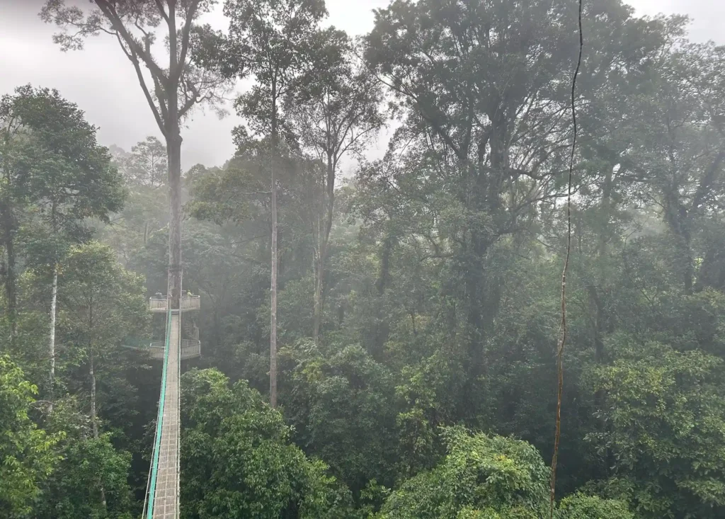 A narrow suspension bridge stretches through a dense tropical rainforest canopy. The bridge is elevated high above the forest floor, leading to a small observation platform wrapped around a tall tree. The forest is lush and green, with towering trees and thick vegetation shrouded in mist, creating an ethereal and serene atmosphere. The sky is overcast, adding to the mystical ambiance of the scene.