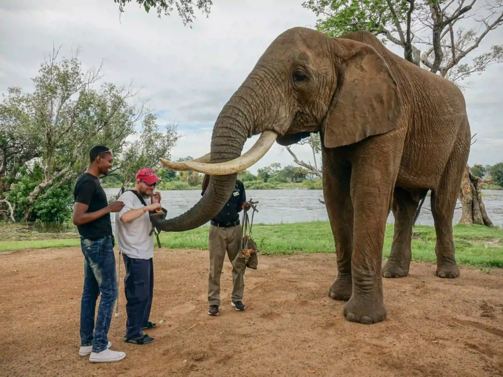 The image shows a group of three men standing next to a large elephant outdoors, seemingly at a wildlife reserve or sanctuary. Two of the men are interacting with the elephant by feeding it, while a third man, possibly a guide, stands behind them. The elephant has large tusks and extends its trunk toward the men. The setting features a natural background with trees and a river, giving the impression of a serene environment in a safari-like setting. The overall mood appears to be friendly and adventurous, as the group shares a close encounter with the majestic animal.