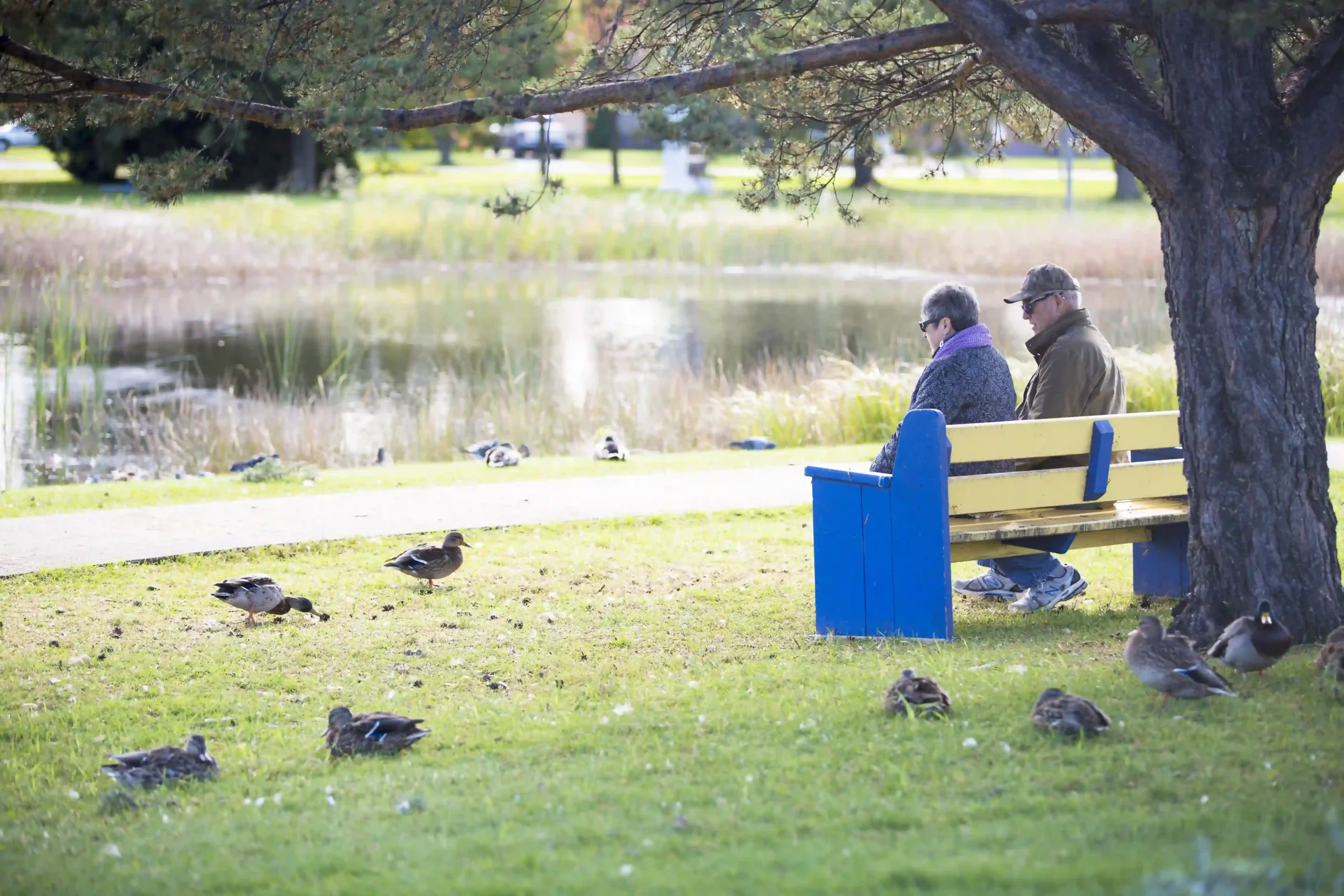A serene park scene with an older couple sitting on a blue and yellow bench under a large tree, overlooking a tranquil pond surrounded by reeds and grass. Several ducks are foraging on the green lawn nearby, adding a sense of peaceful nature to the setting