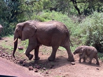 A mother elephant walking alongside her calf on a dirt road, surrounded by green vegetation in a natural environment.