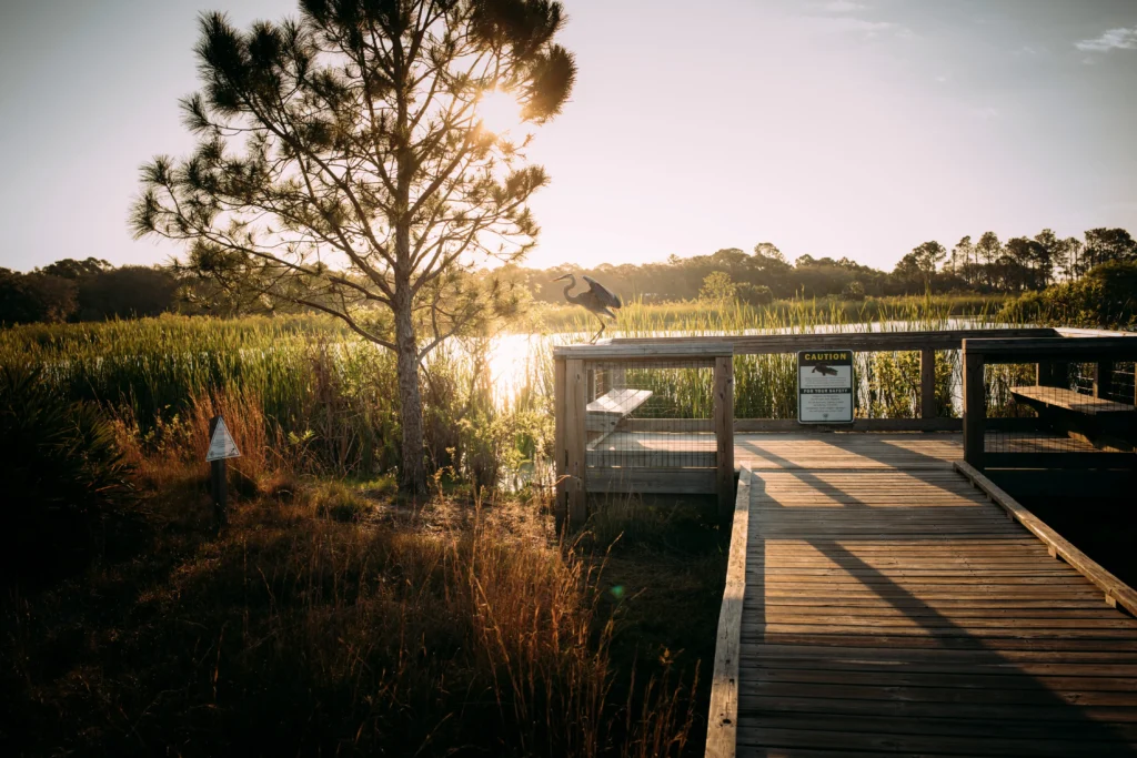A serene sunset view over a wooden boardwalk, featuring a heron perched nearby and lush greenery along the water's edge.