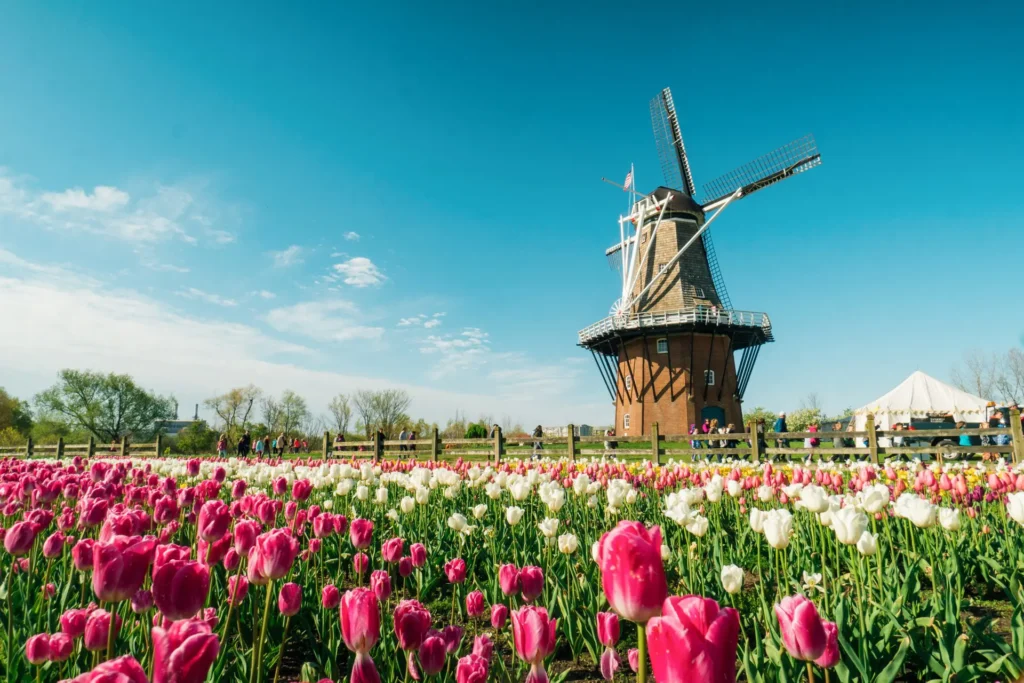 A picturesque windmill stands beside a vibrant field of pink and white tulips under a clear blue sky, with people enjoying the scene.