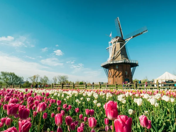 A picturesque windmill stands beside a vibrant field of pink and white tulips under a clear blue sky, with people enjoying the scene.