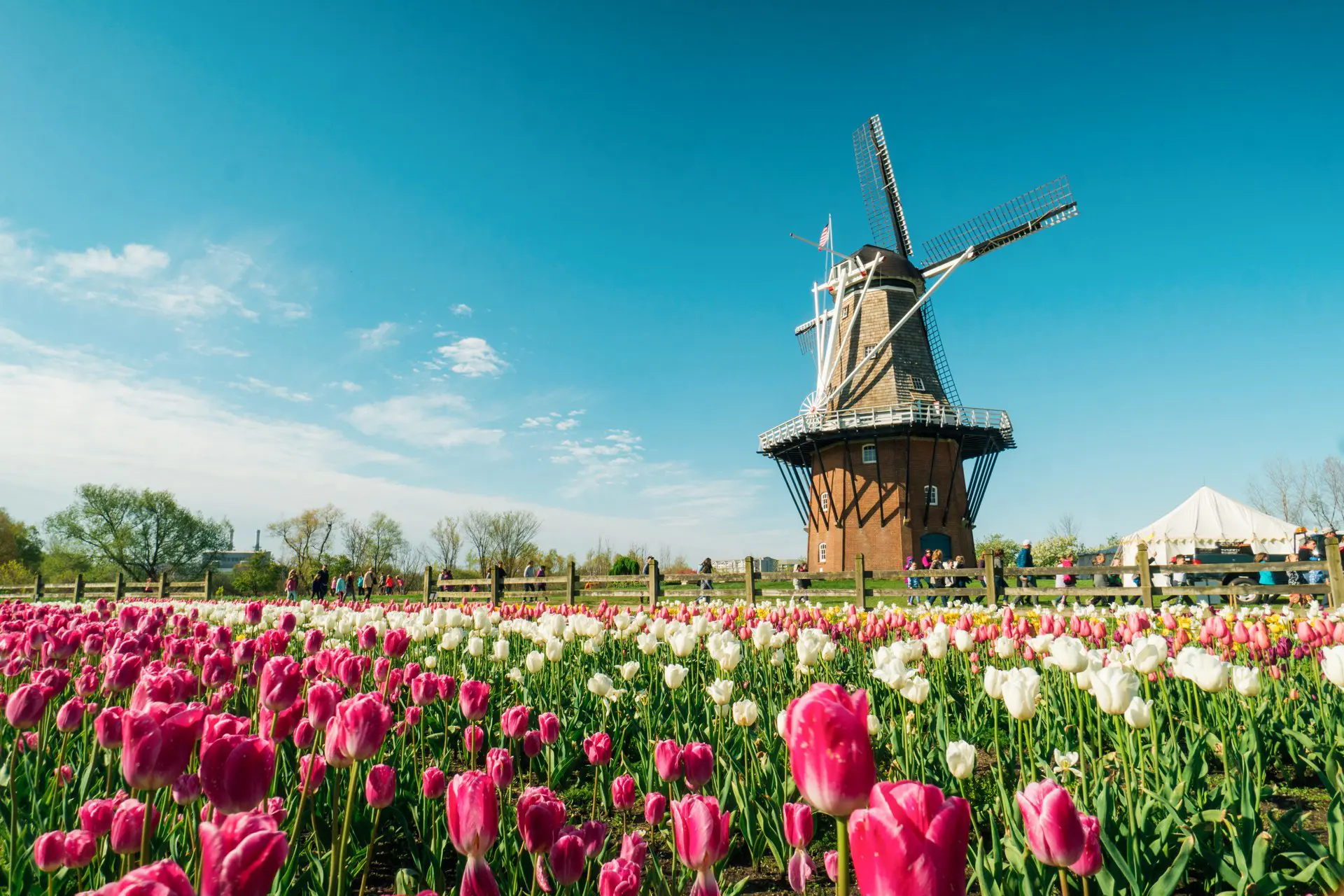 A picturesque windmill stands beside a vibrant field of pink and white tulips under a clear blue sky, with people enjoying the scene.