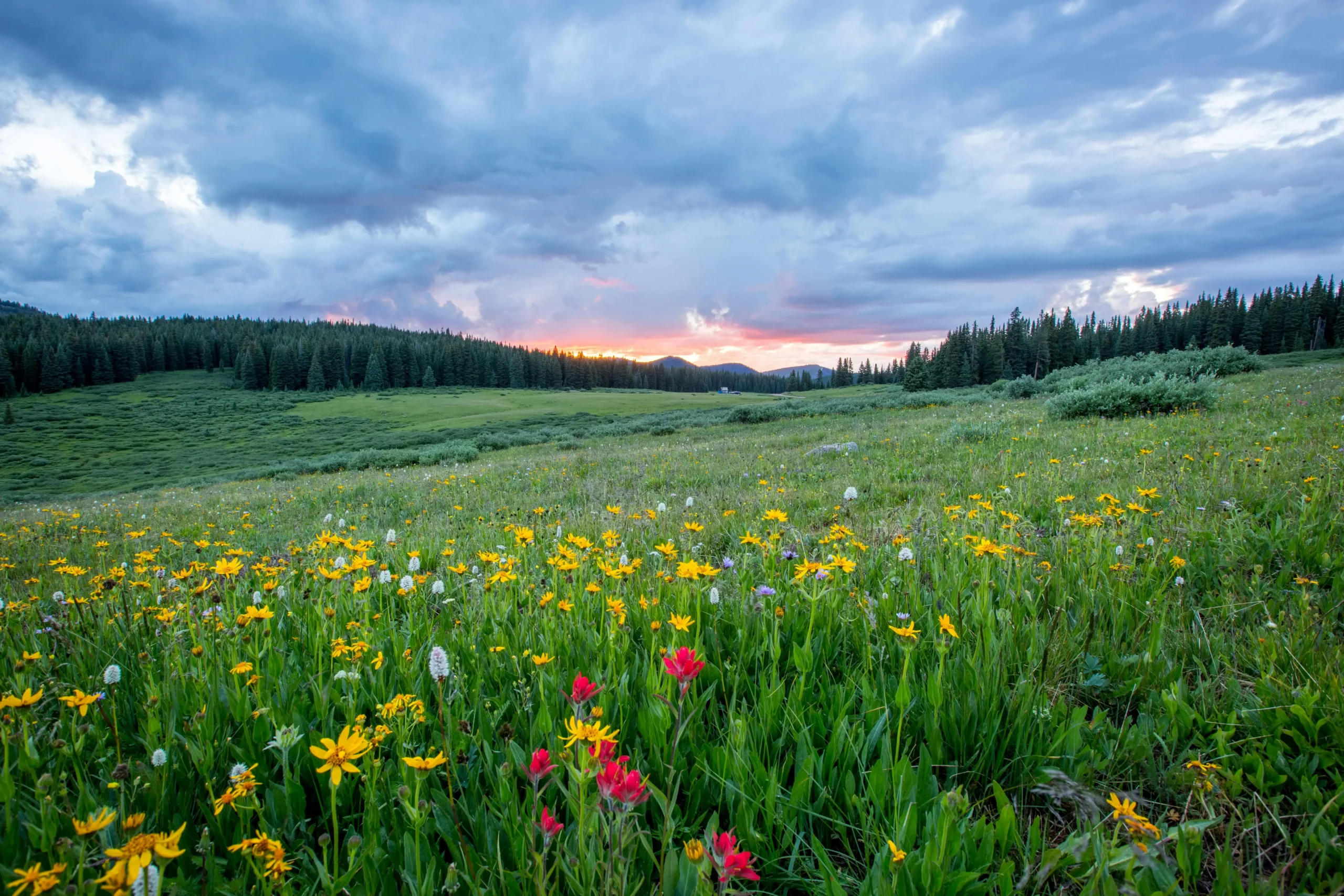 A vibrant meadow filled with yellow and pink wildflowers under a dramatic sky at sunset, bordered by lush green trees and distant hills.