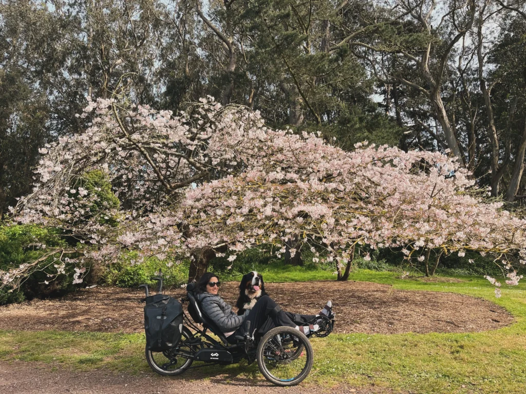 A person relaxes in a recumbent bike, enjoying the serene park scene with a large cherry blossom tree in full bloom nearby.
