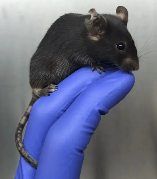 A black mouse with a visible depigmented patch on its tail, held by a person wearing a blue glove.