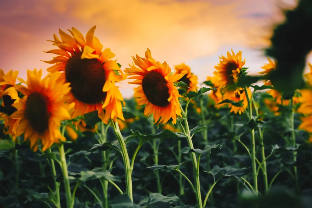 A field of vibrant sunflowers captured at sunset. The sunflowers are in sharp focus in the foreground, their yellow petals glowing against a soft, blurred background of an orange and purple evening sky.